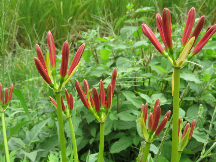 お彼岸頃に咲く赤い花
