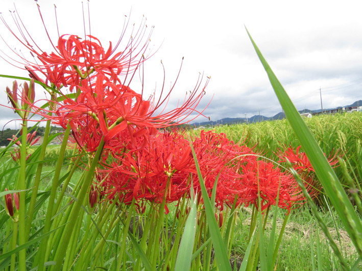 夜空に放たれた花火のような