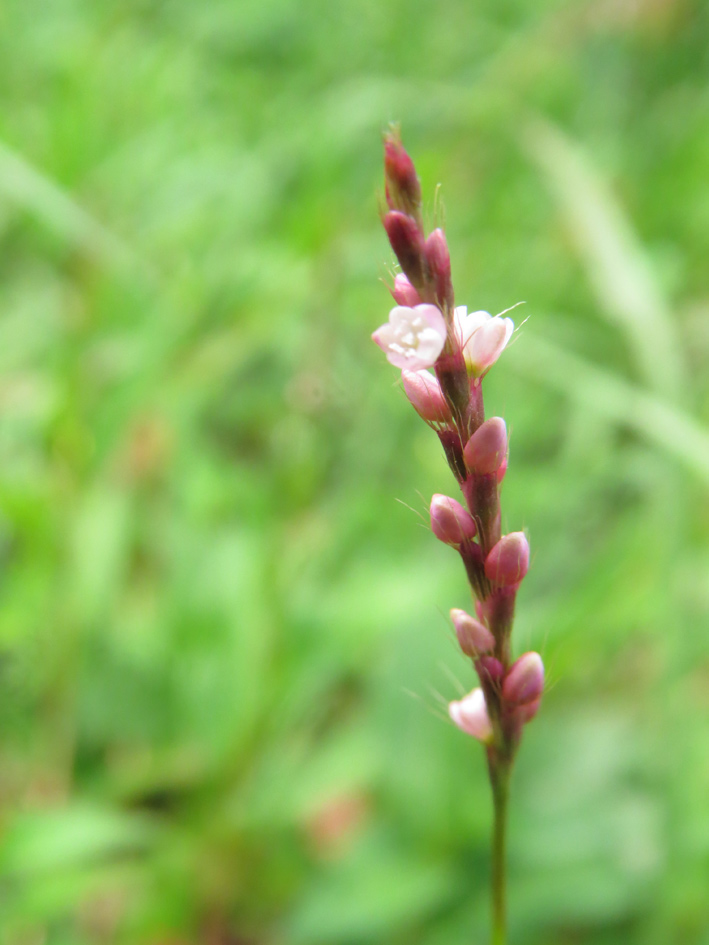 ピンピン生えている