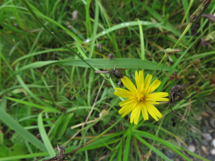良く見るような黄色い花のひとつ