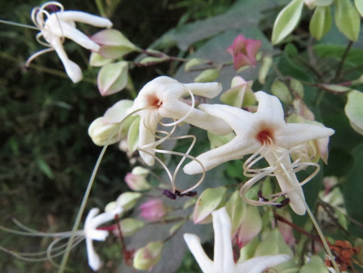 いいにおいかわるいにおいか