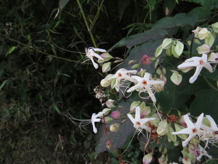 いいにおいかわるいにおいか