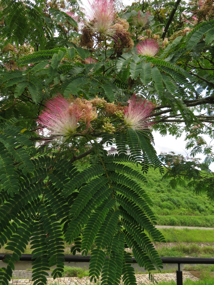 パッと弾ける花