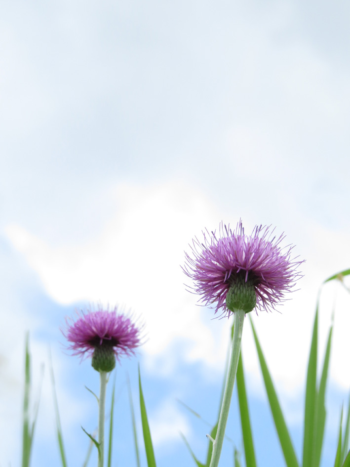 ぼんぼりみたいな