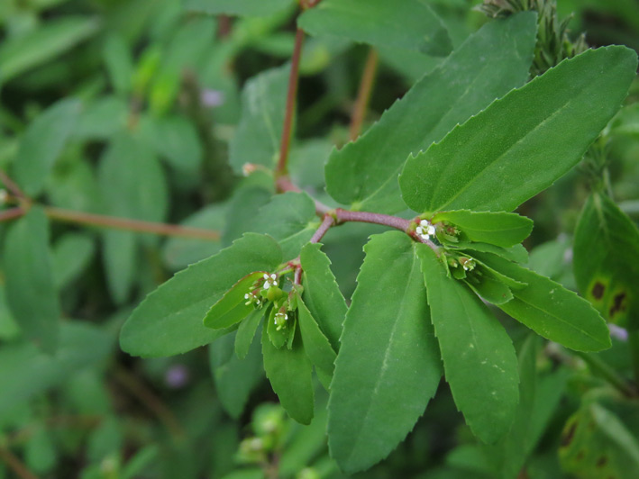 小さくても元気です。