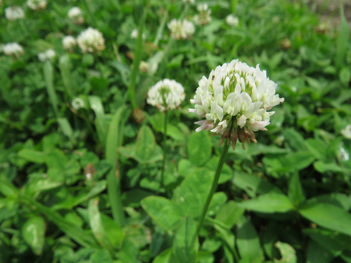 さぁ行こうの花