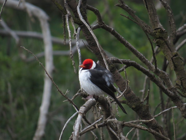 キバシコウカンチョウ/スズメ目/アトリ科