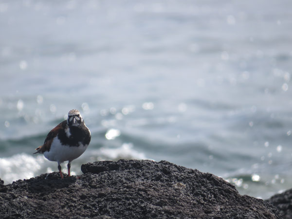 キョウジョシギ/チドリ目/シギ科