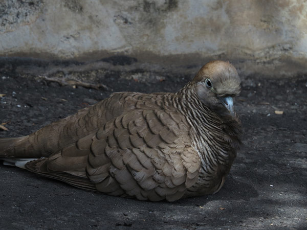 チョウショウバト/ハト目/ハト科