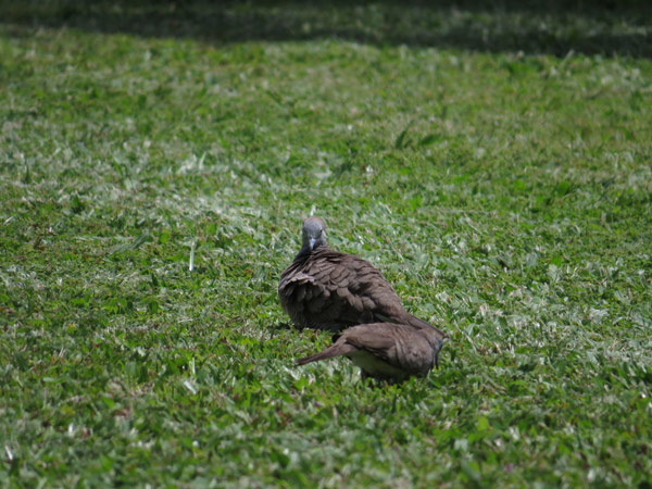 チョウショウバト/ハト目/ハト科