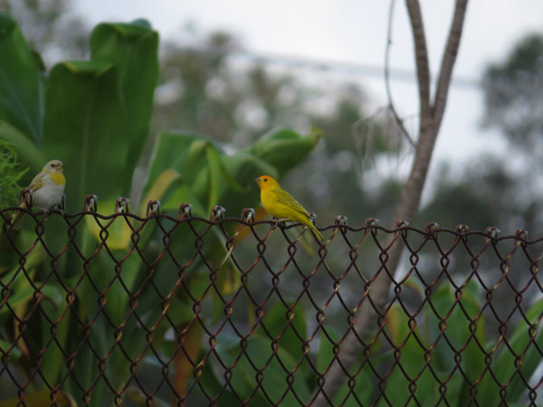 キンノジコ/スズメ目/ホオジロ科