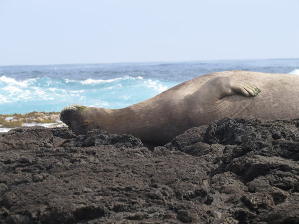 ハワイモンクアザラシ/食肉目(ネコ目)/アザラシ科