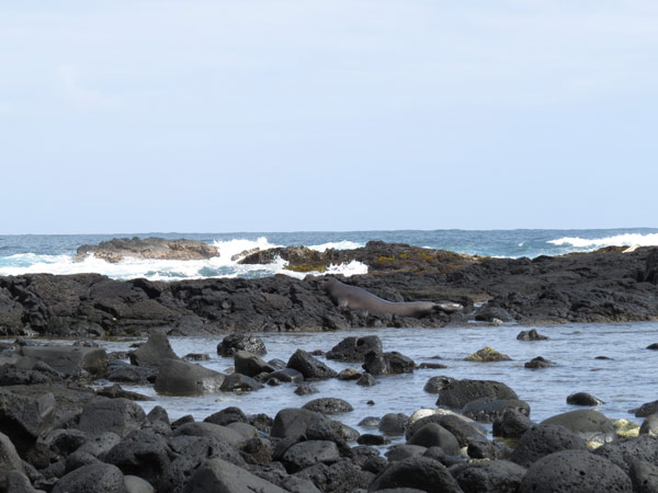 ハワイモンクアザラシ/岩場へ急ぐ