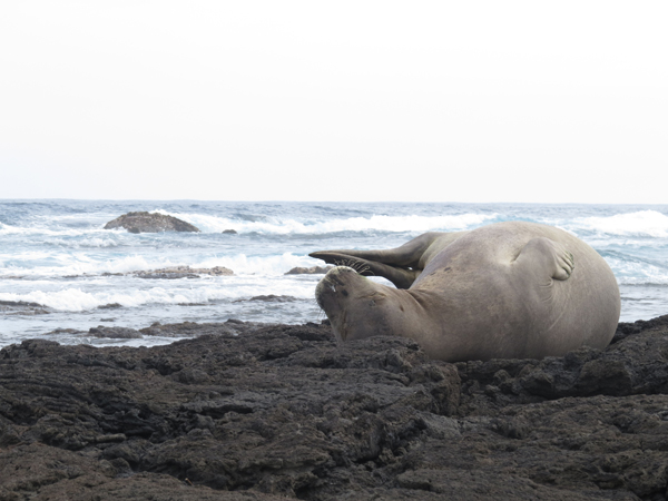 ハワイモンクアザラシ/えびぞり