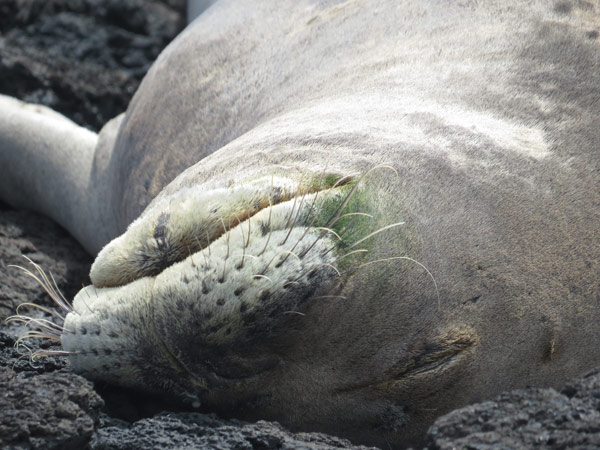 ハワイモンクアザラシ/顔のアップ