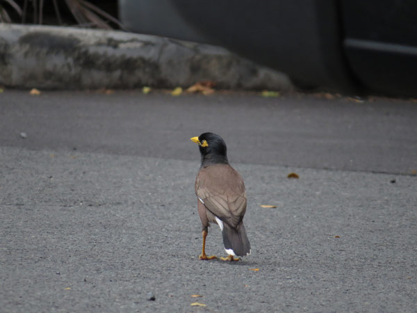 カバイロハッカ/スズメ目/ムクドリ科