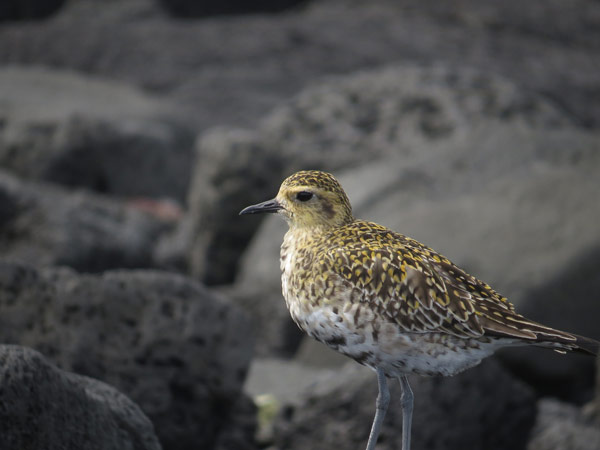 ムナグロ/チドリ目/チドリ科