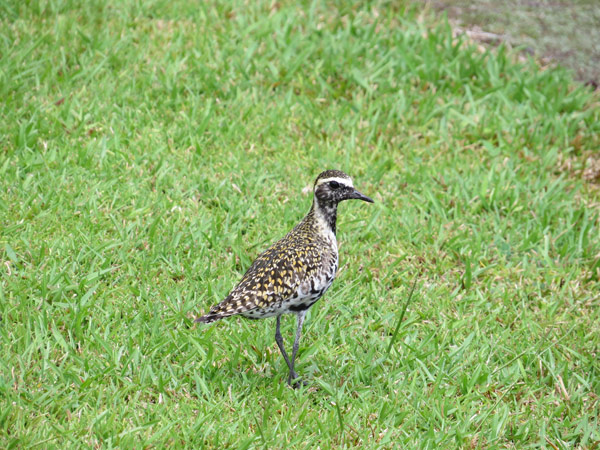 ムナグロ/チドリ目/チドリ科