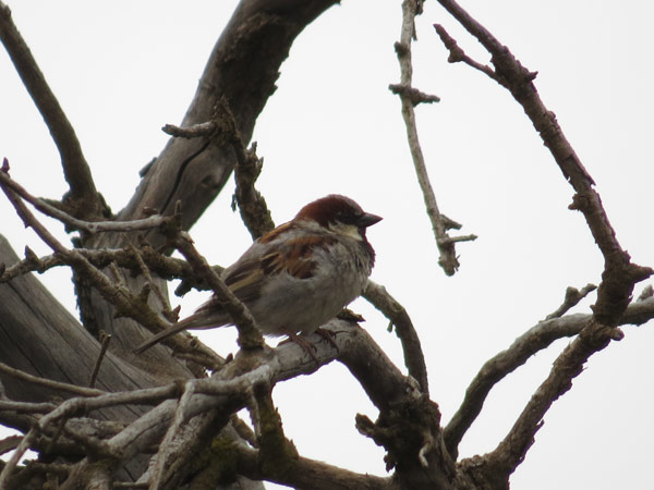 イエスズメ/スズメ目/ハタオリドリ科