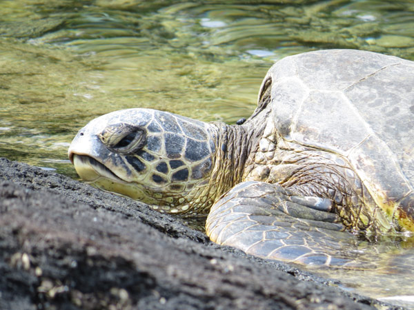 皮膚感は硬そう