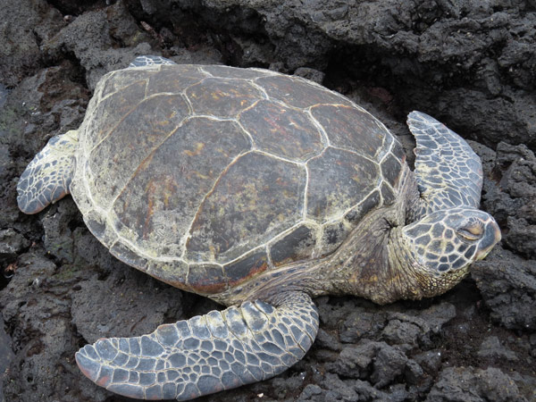 アオウミガメ/カメ目/ウミガメ科