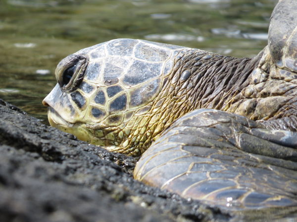 お目目はくりくり、口元つんつん