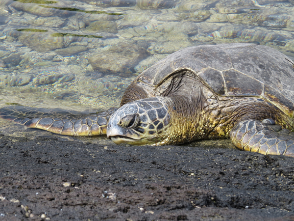 うらしまたろうのカメみたいに打ち上げられているような様子