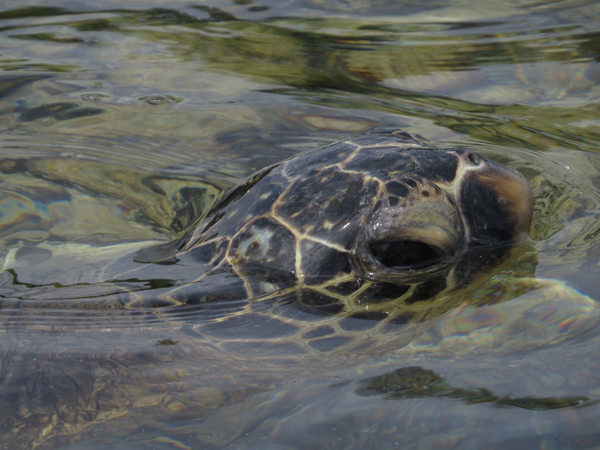 のそりと海に戻る