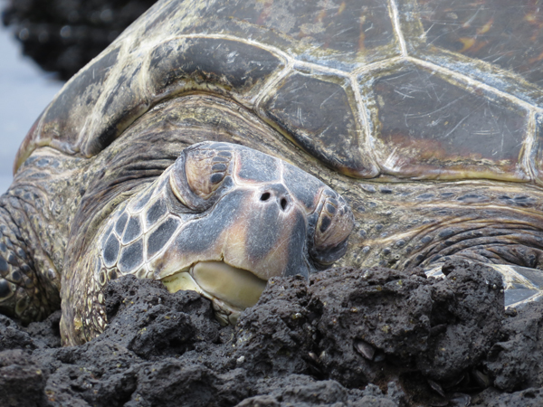 ビッグアイランドは曇り続きで日向ぼっこも気持ちよくない？