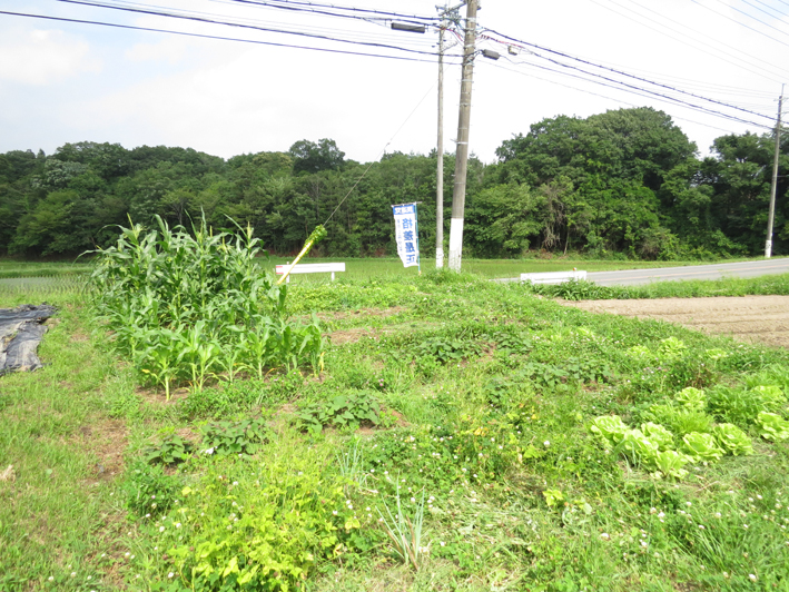 畑のご紹介