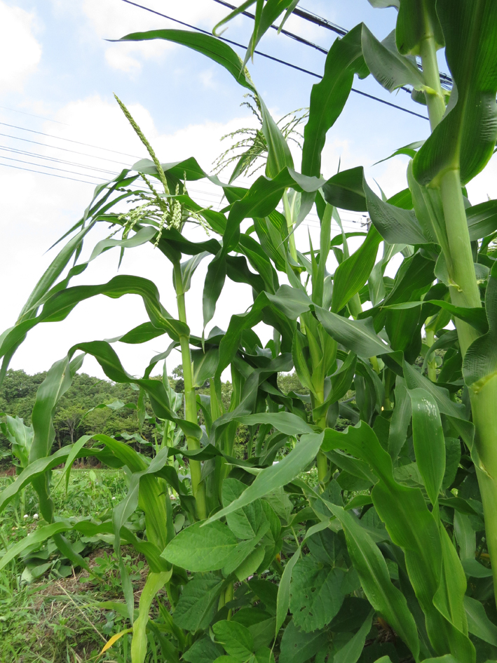 とうもろこし