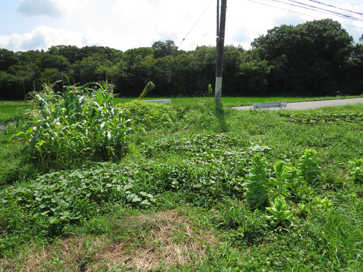 菜園の様子