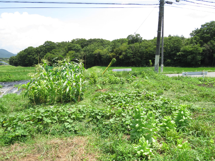 菜園の様子