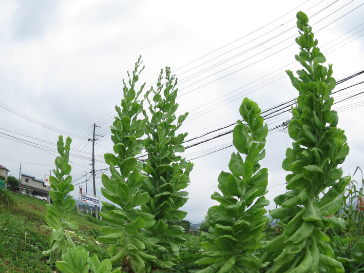 菜園の様子