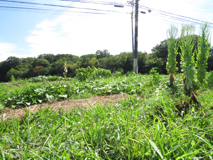 菜園の様子