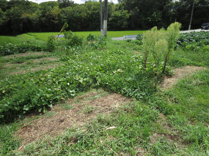 菜園の様子