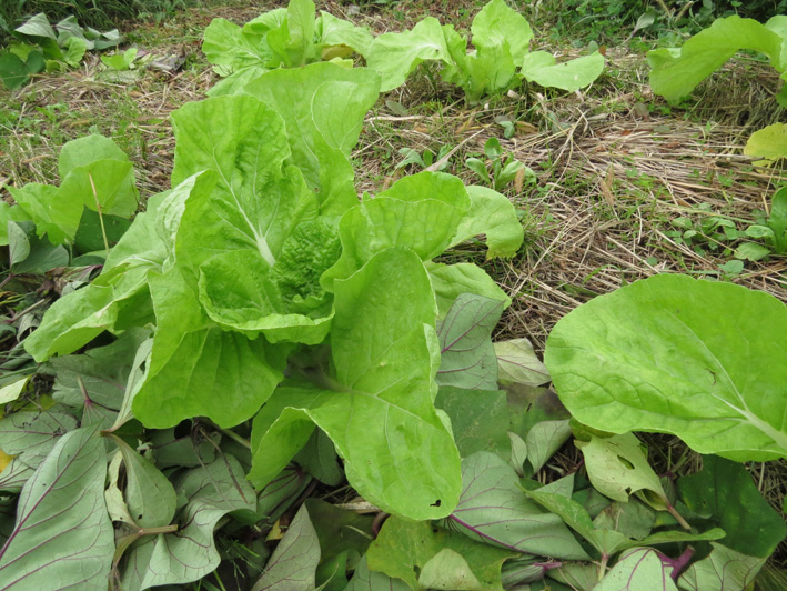 菜園の様子