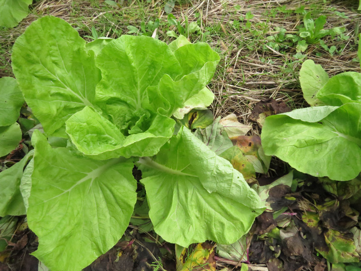菜園の様子