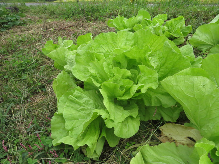 菜園の様子