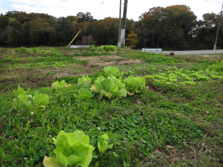 菜園の様子