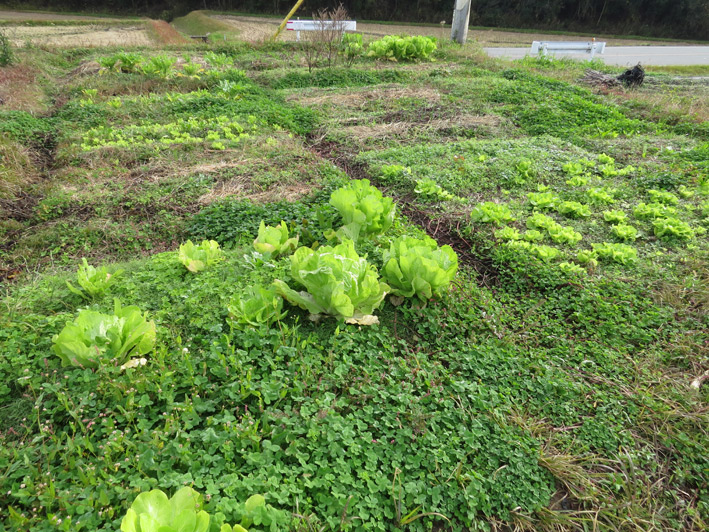 菜園の様子