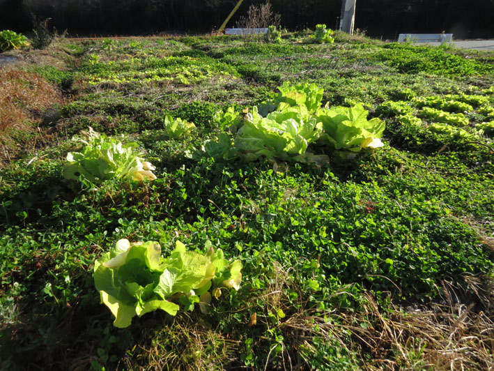 菜園の様子