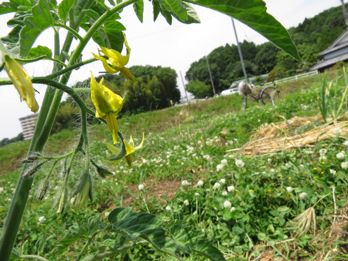 菜園の様子