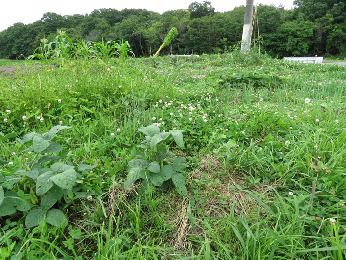 菜園の様子