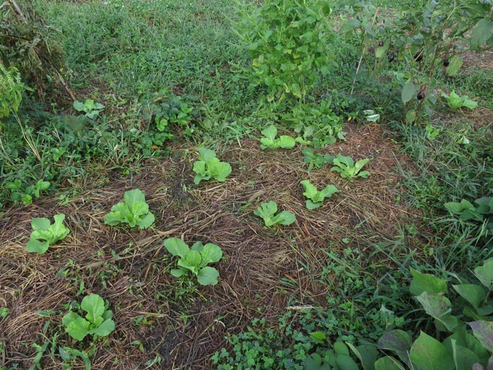 菜園の様子