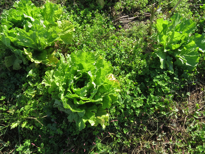菜園の様子