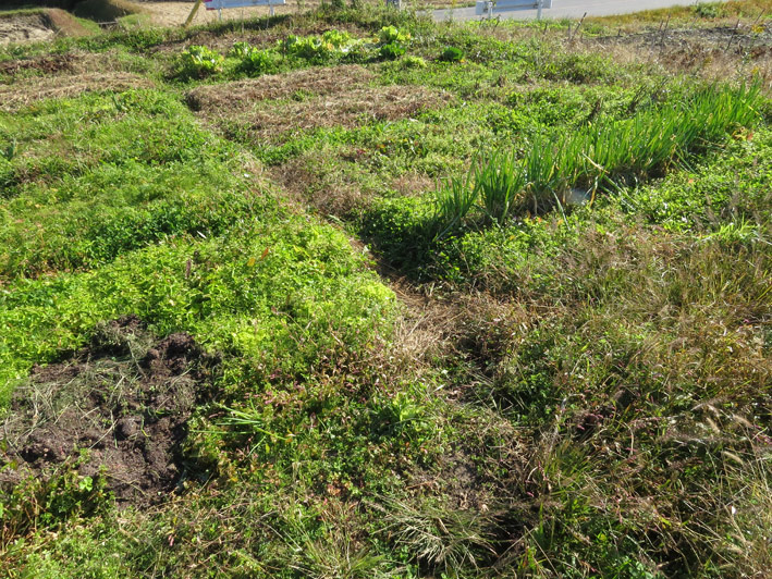 菜園の様子