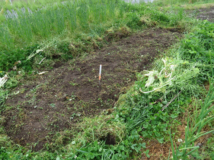 菜園の様子