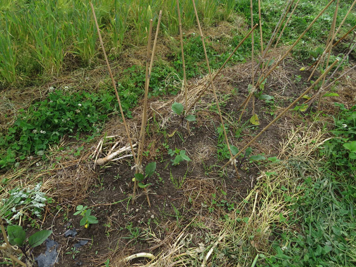 菜園の様子